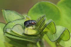Pachybrachis luridus