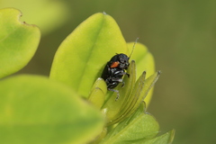 Pachybrachis luridus