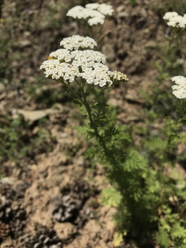 Noble Yarrow