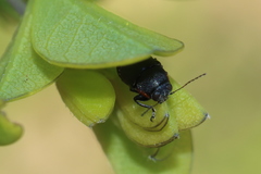 Pachybrachis luridus