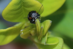 Pachybrachis luridus