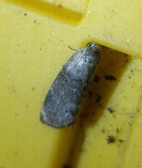 Polygrammate cadburyi