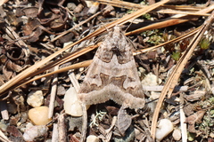 Drasteria occulta