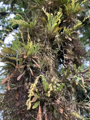 Specklinia