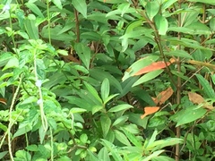 Ampittia dioscorides camertes