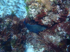 Notolabrus inscriptus