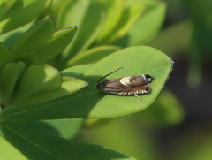 Grapholita tristrigana
