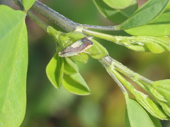 Grapholita tristrigana