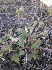 Potentilla arenosa
