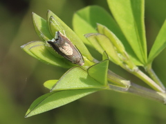 Grapholita tristrigana