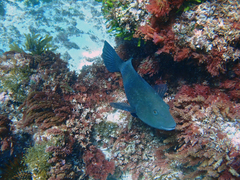 Notolabrus inscriptus