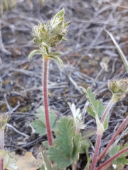 Potentilla arenosa