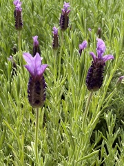 Lavandula