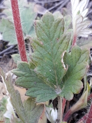 Potentilla arenosa