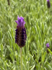 Lavandula