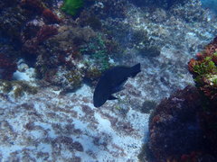 Notolabrus inscriptus