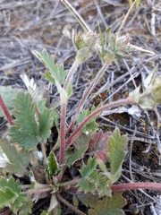 Potentilla arenosa