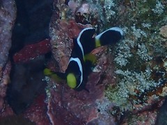 Amphiprion mccullochi