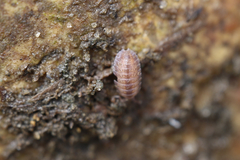 Armadilloniscus ellipticus