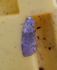 Polygrammate cadburyi