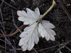 Potentilla arenosa