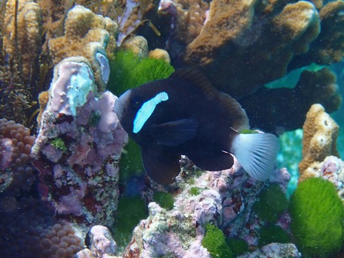 McCulloch'S Anemonefish