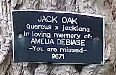 Quercus × jackiana