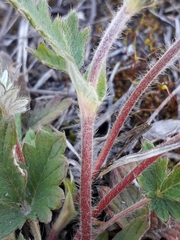 Potentilla arenosa