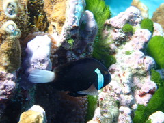Amphiprion mccullochi