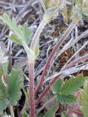 Potentilla arenosa