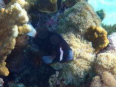 Amphiprion mccullochi