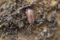 Armadilloniscus ellipticus