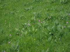 Traunsteinera globosa