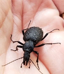 Cychrus tuberculatus