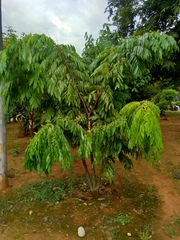 Brownea ariza