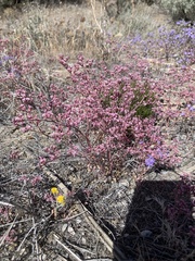 Chorizanthe fimbriata