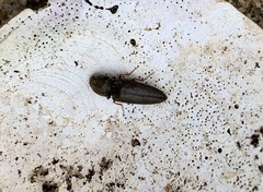 Cardiophorus convexus