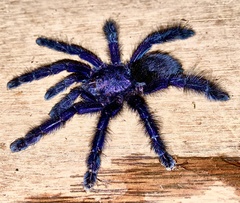 Avicularia purpurea