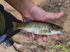 Micropterus cataractae