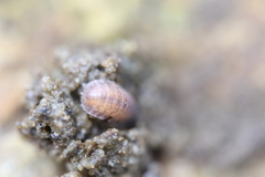 Armadilloniscus ellipticus