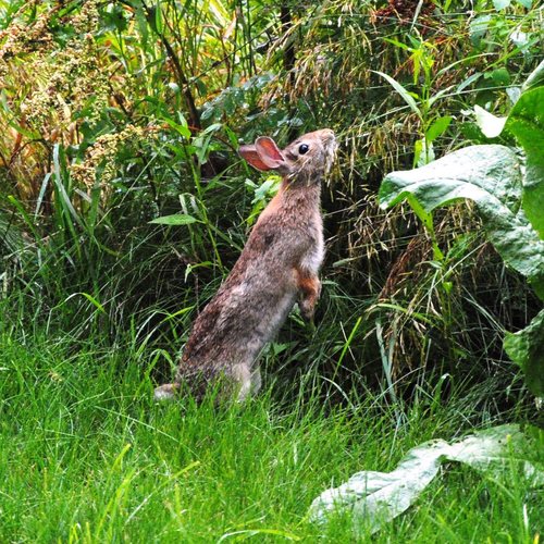 Eastern Cottontail photographed in Vermont