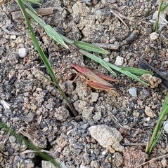 Paroxya atlantica