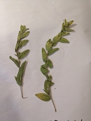 Lithospermum virginianum