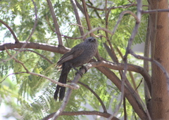 Struthidea cinerea cinerea