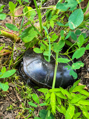 Kinosternon subrubrum