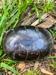 Kinosternon subrubrum