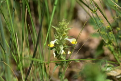 Melampyrum barbatum
