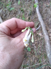 Penstemon oklahomensis