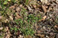 Melampyrum barbatum