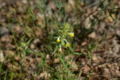 Melampyrum barbatum